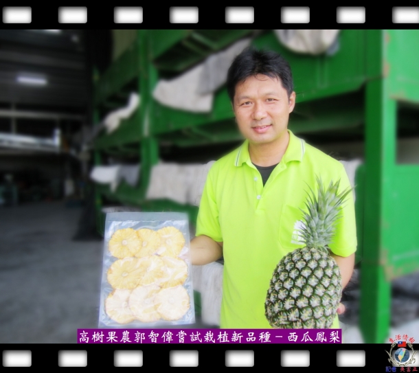 高樹果農郭智偉嘗試栽植新品種－西瓜鳳梨