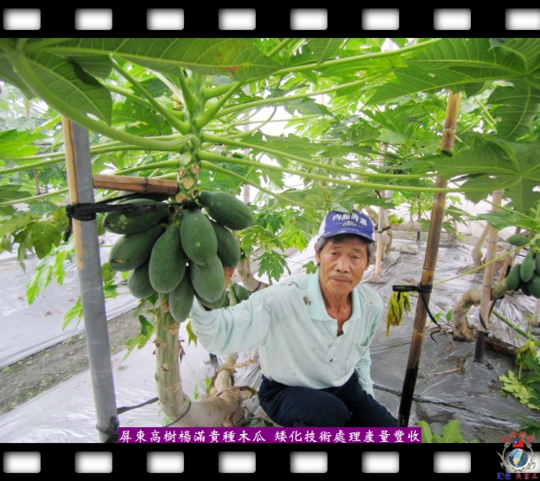 屏東高樹楊滿貴種木瓜 矮化技術處理產量豐收