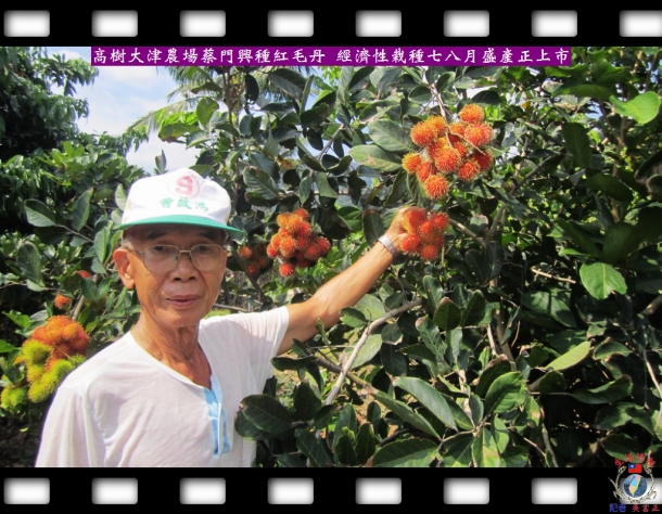 高樹大津農場蔡門興種紅毛丹 經濟性栽種七八月盛產正上市