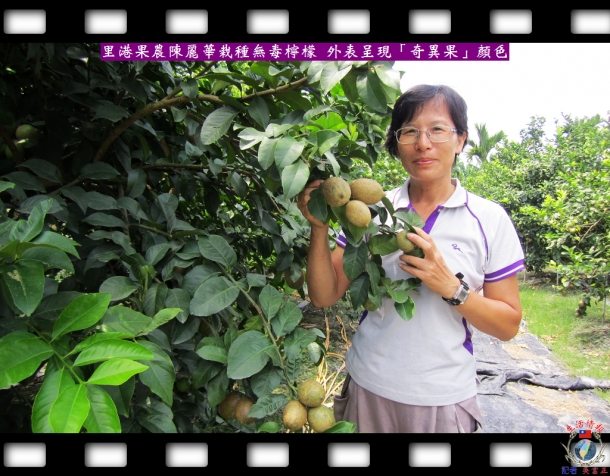 里港果農陳麗華栽種無毒檸檬 外表呈現「奇異果」顏色