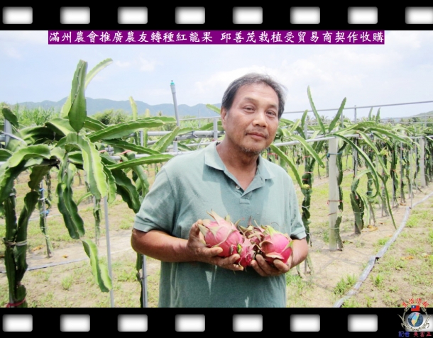 滿州農會推廣農友轉種紅龍果 邱善茂栽植受貿易商契作收購