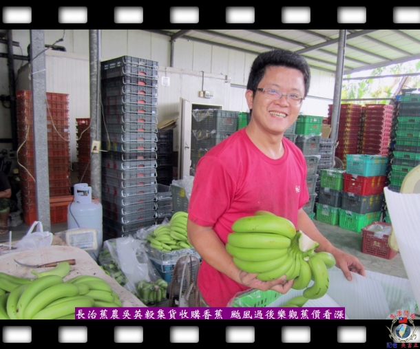 長治蕉農吳英毅集貨收購香蕉 颱風過後樂觀蕉價看漲