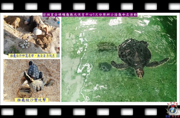 澎湖望安綠蠵龜觀光保育中心5月份舉辦小海龜命名活動